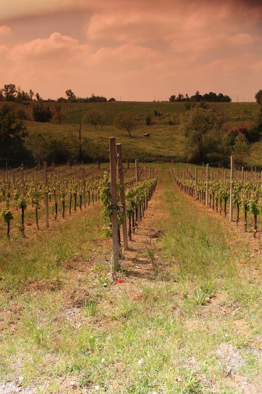 Agriturismo Le Casette Villa Castelvetro di Modena Esterno foto